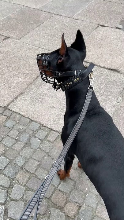 Tiny Dog Taunts Two Dobermans