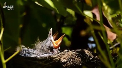 Climate Change Could Cause Birds to Starve
