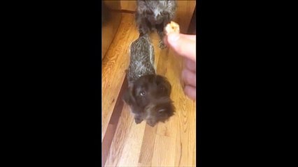 Quand papa apprend à son chiot à obéir