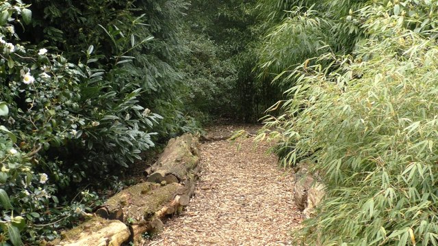 New bamboo garden near Sevenoaks opened by Kent MP to help veterans who struggle after leaving the armed forces