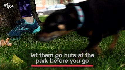 Relieve the Separation Anxiety Your Pet Feels Every Time You Leave the House