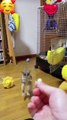 cute squirrel funny video |  #shorts #ytshorts #funny #funnydogs #dogs #cutecats #cutedogs #cats