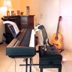 Funniest Cats Sounds