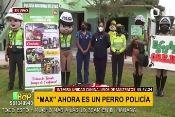 Bulldog Max recibe primer día de entrenamiento como nuevo miembro de la Policía Canina