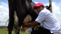 Realizan Tercera Edición del Concurso «La Vaca Lechera» en el Caribe Sur