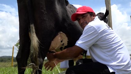 Realizan Tercera Edición del Concurso «La Vaca Lechera» en el Caribe Sur
