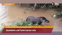 Filmaron a un tapir con su cría