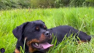 Rottweilers VS German Shepherd