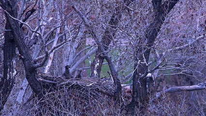 Adult Bald Eagle Checks on Bald Eaglets Left in Nest