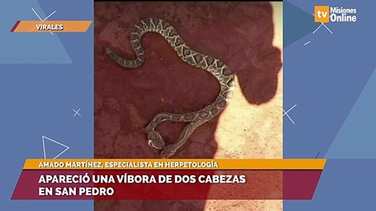 Apareció una víbora de dos cabezas en San Pedro Vídeo Dailymotion