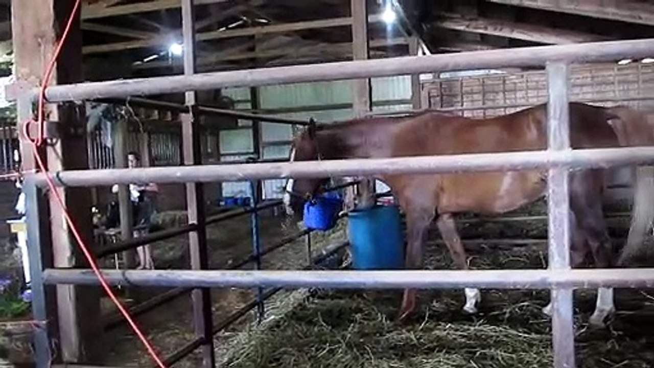 Brown Horse inside Phoenix Equestrian Center