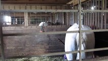 White Horse moving inside Phoenix Equestrian Center's Horse Barn