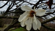 Frost damaged some flowering trees in Northeast this spring