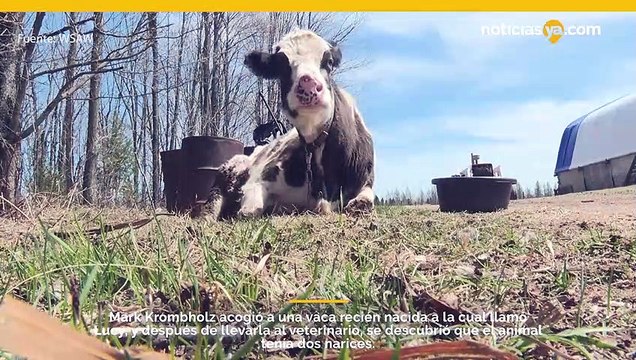 Esta semana, una vaca famosa con 2 narices, llamada Lucy, celebra su 15 cumpleaños.