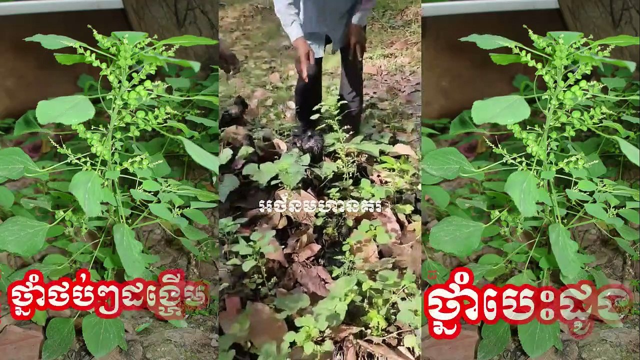 ថ្នាំបុរាណខ្មែរ , ថ្នាំថប់ៗដង្ហើម , ថ្នាំបេះដូង , ដើមសុកឆ្មា មានប្រយោជន៏