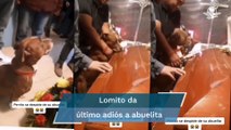 Perro se despide de su dueña en su funeral y se hace viral