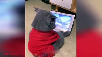 Funny Cats - Funny videos to die of laughter