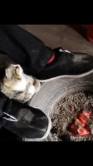 Cute cat And Funny cats sounds