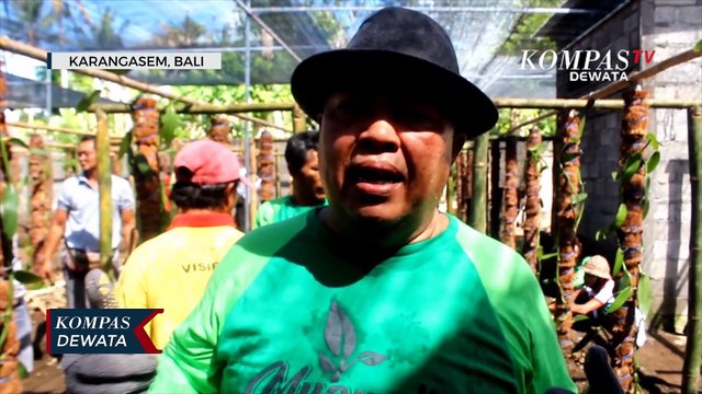 Ketua DPRD Karangasem Apresiasi Petani Vanili Bertani Di Lahan Sempit