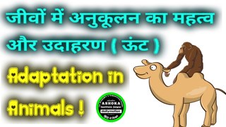Adaptation meaning in hindi || understanding Adaptation with animation in hindi || What is adaptation