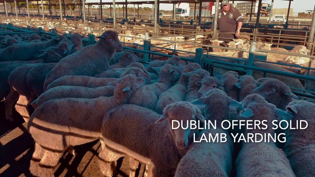 SA Livestock Exchange|Stock Journal| May 2022