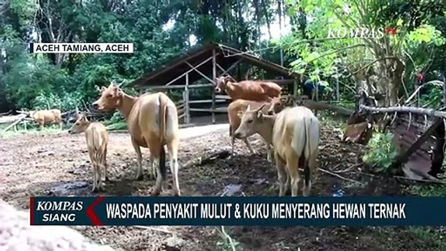 Wabah Penyakit Mulut dan Kuku Serang Hewan Ternak, Menkes : Tidak Menulari Manusia