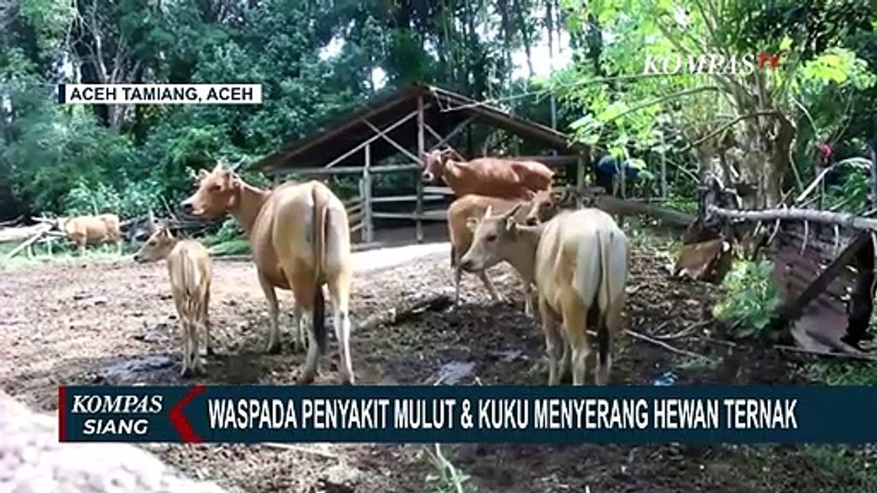 Wabah Penyakit Mulut dan Kuku Serang Hewan Tern...