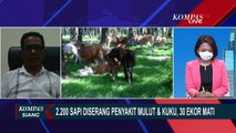 Ribuan Sapi Terinfeksi Penyakit Mulut dan Kuku, Wabah Mulai Menyerang 1 Pekan Sebelum Lebaran