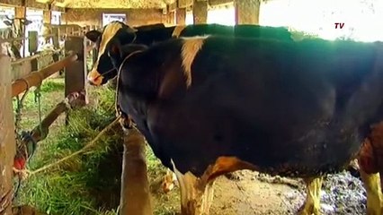 Wabah PMK, RPH Surabaya Perketat Dokumen dan Kesehatan Hewan