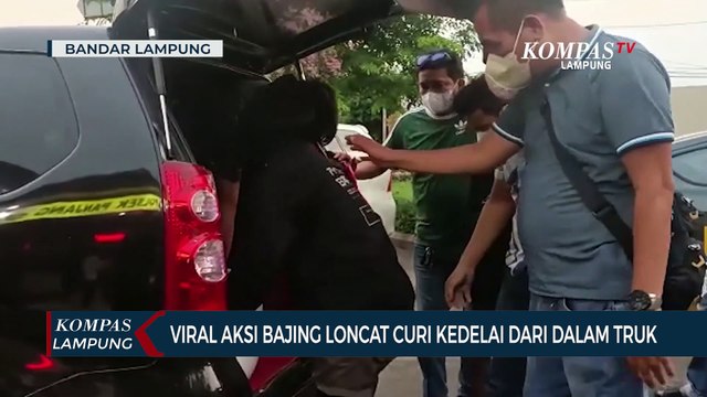 Viral! Aksi Bajing Loncat Curi Kedelai dalam Truk