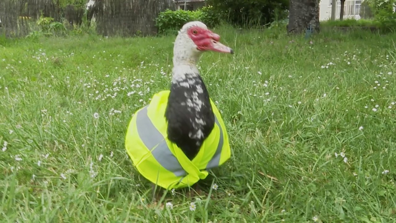 Grippe aviaire - Groland - CANAL+