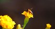 Au Népal, les plus grandes abeilles du monde produisent le « miel fou », un puissant hallucinogène