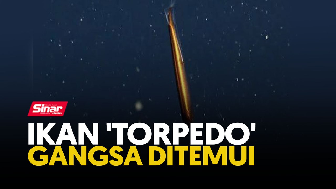Ikan 'torpedo' gangsa ditemui