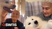 Heartwarming reaction as care home residents enjoy visit from therapy dogs
