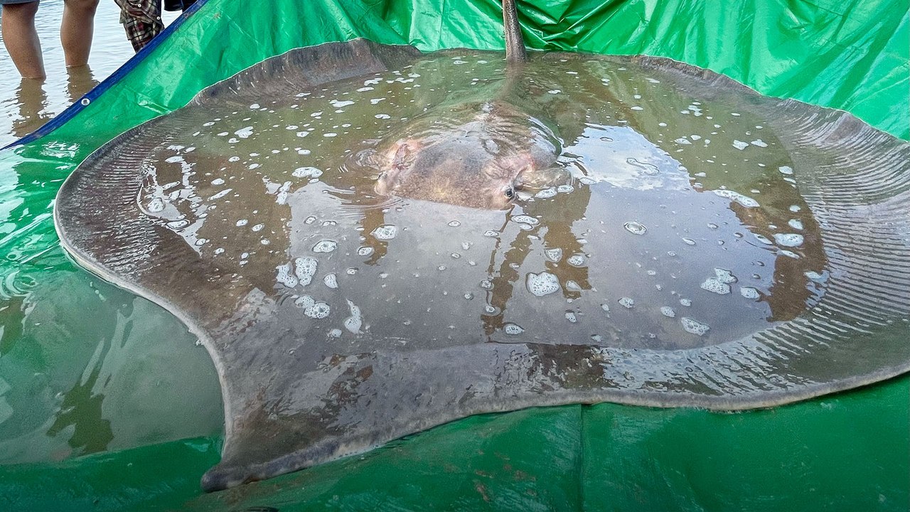 Endangered 400-pound stingray rescued by Mekong River fishermen