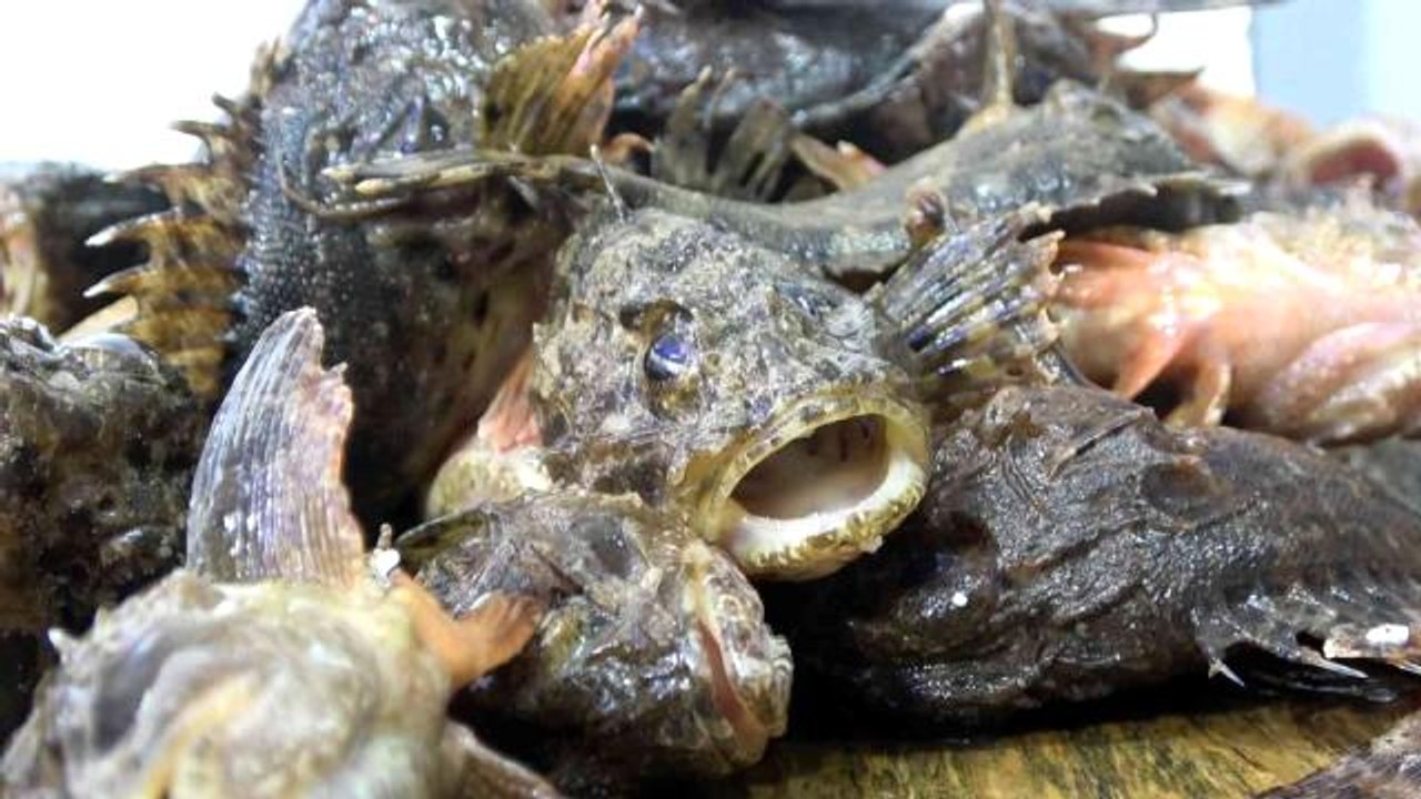 Dışı zehirli, içi lezzetli! İskorpit balığının kilosu 150 liradan satılıyor