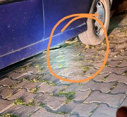 Bandırma'da yılan paniği