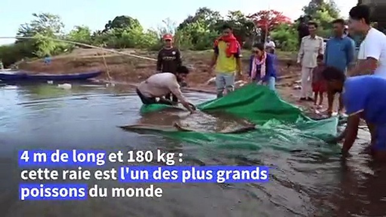 Cambodge: une raie de 4 mètres et 180 kilos pêchée dans le Mékong