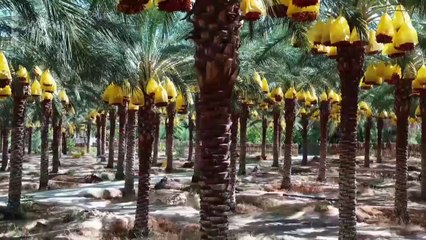 Le tour du Maghreb. 4/5. Algérie, la côte méditerranéenne