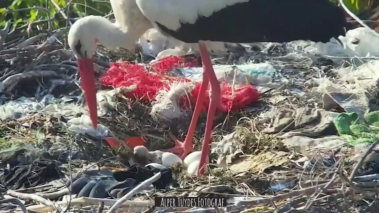 Yaren leylekten müjdeli haber! İlk yavru yumurtadan çıktı