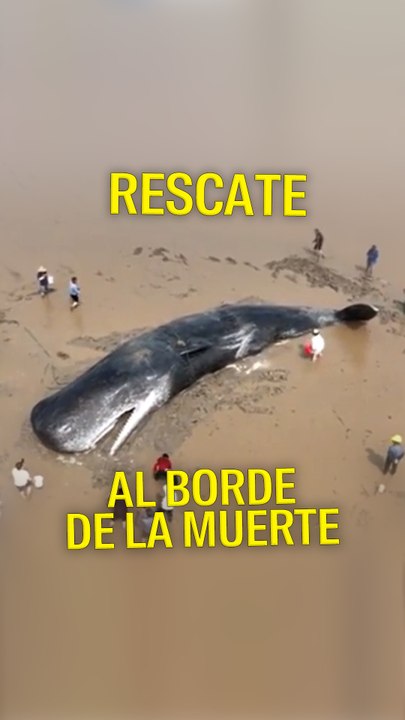 reels ballena