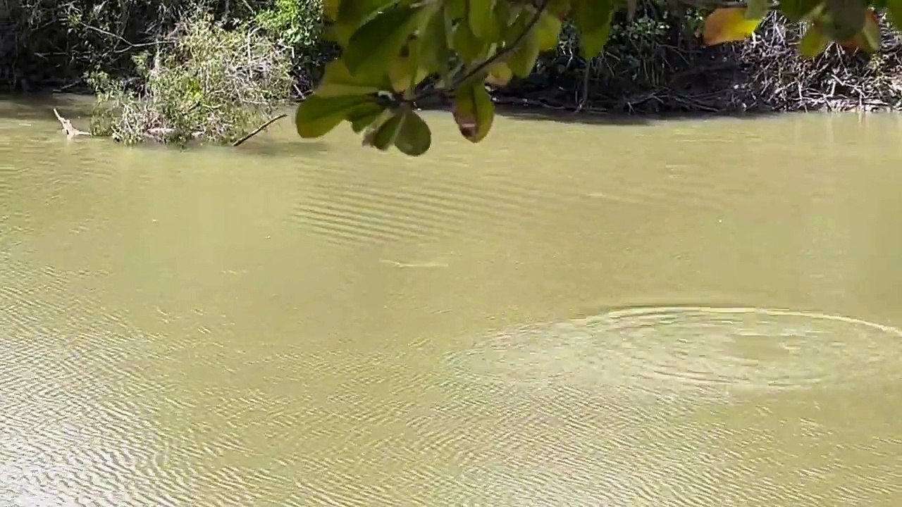 Homem disputa peixe com crocodilo