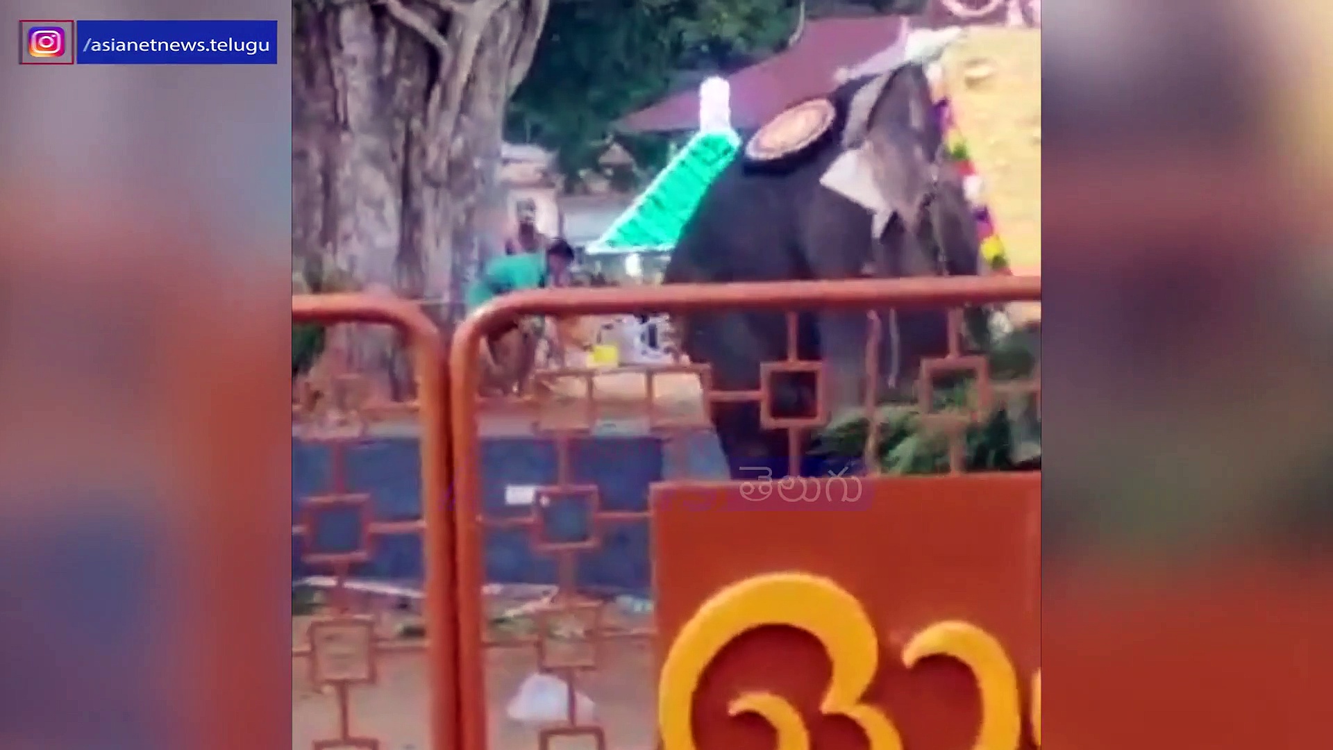 చప్పుళ్లకు బెదిరిన ఏనుగు ఎలా బీభత్సాన్ని సృష్టించిందో చూడండి