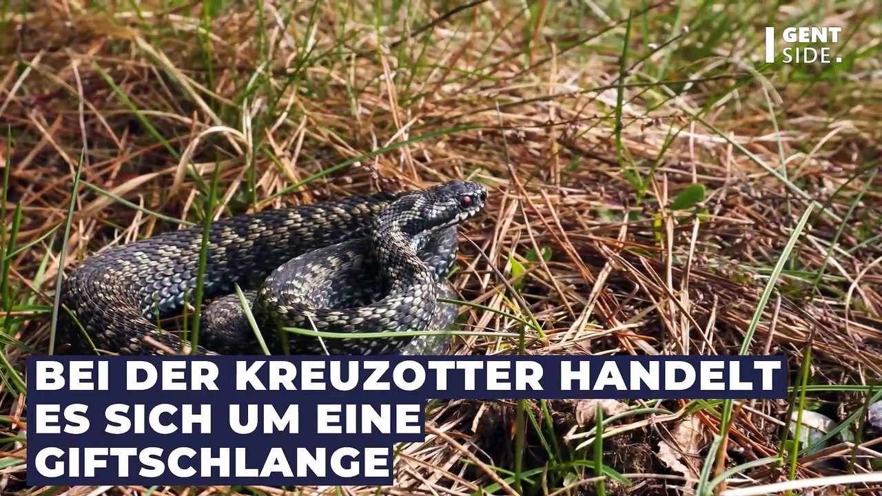 Schlangenalarm: Immer mehr giftige Kreuzottern verstecken sich in Wäldern