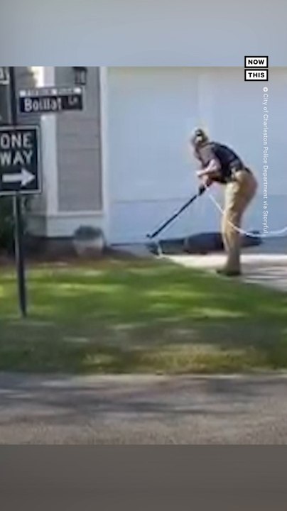 Alligator Removed Safely From Driveway