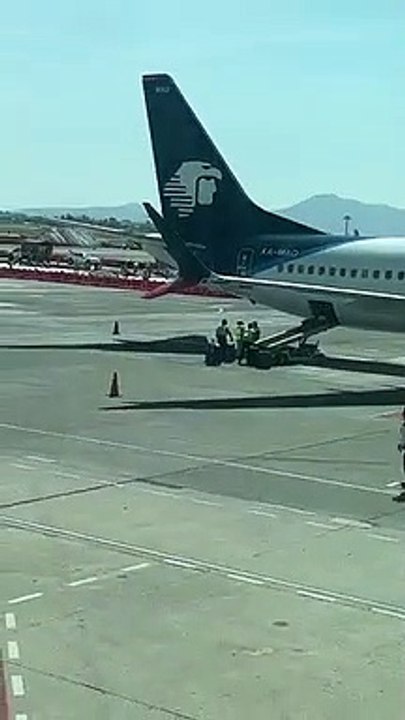 Un chien se balade sur le tarmac de l'aeroport