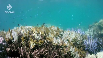 Ola de calor blanquea el 91% de la Gran Barrera de Coral en Australia
