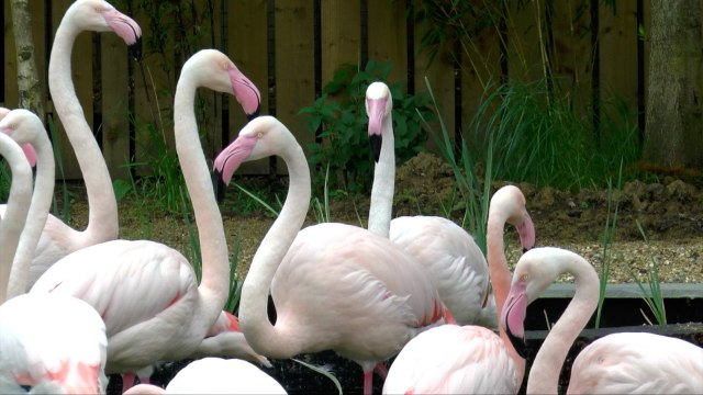 Hoo conservation park say avian flu lockdowns are becoming more common