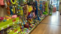 5 Months Old Rottweiler Puppy Goes Toy Shopping