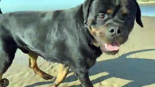 Rottweiler First Time At Formby Beach, Liverpool